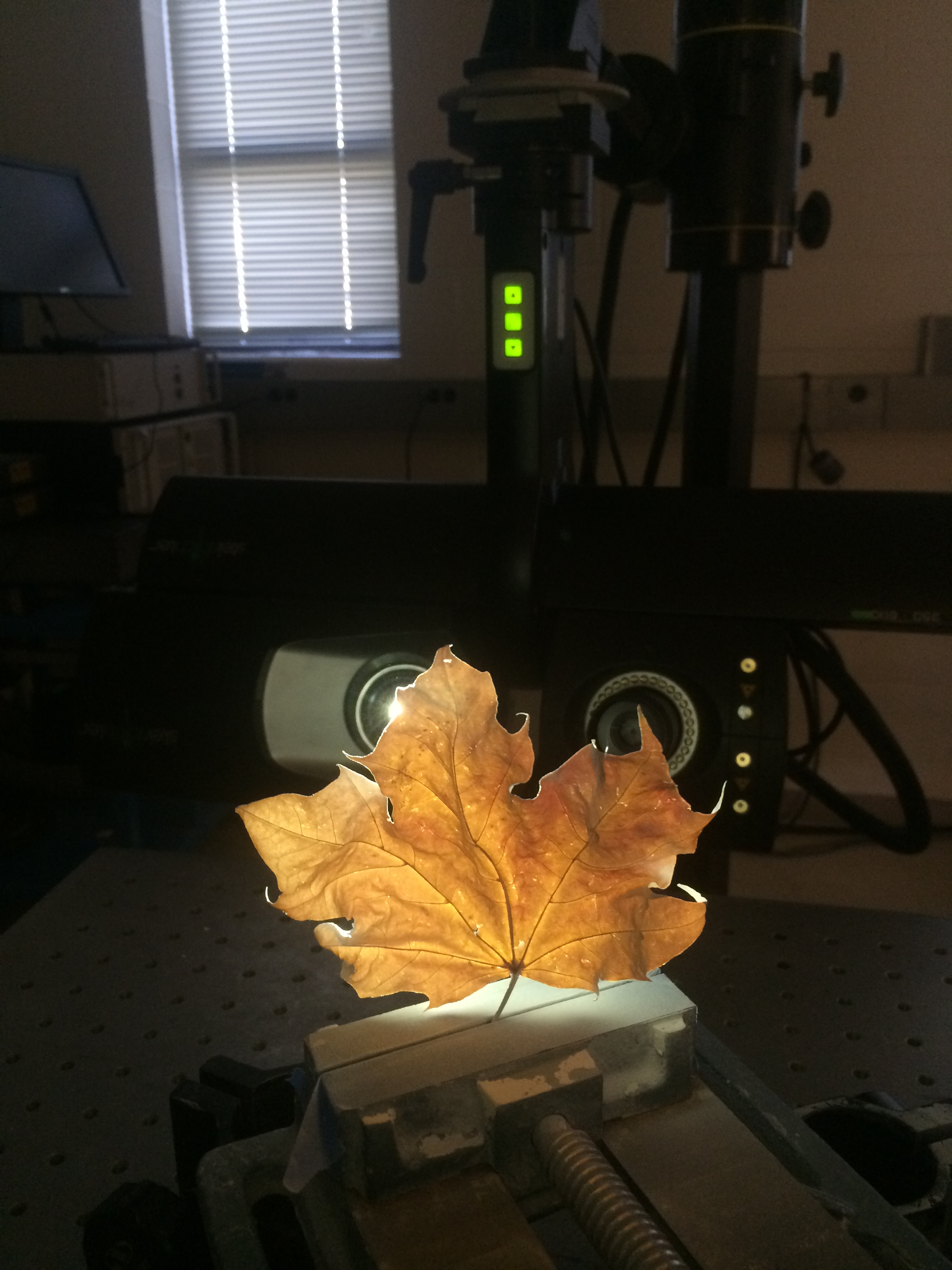 Bolton Works Maple Leaf (2)