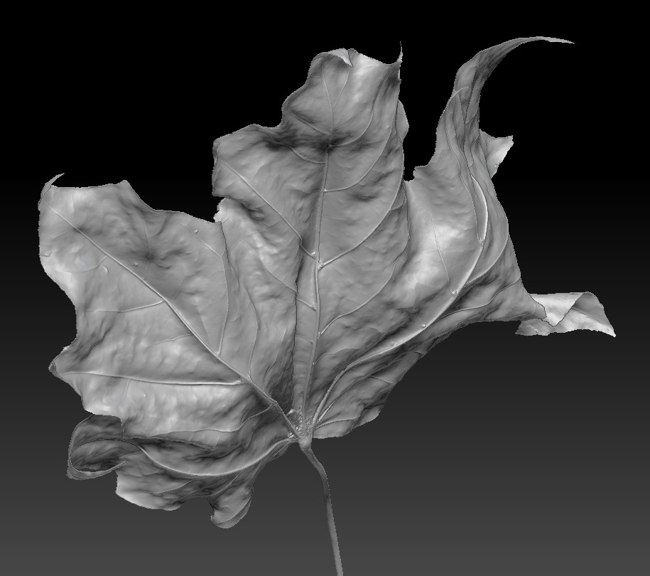 Bolton Works Maple Leaf (3)