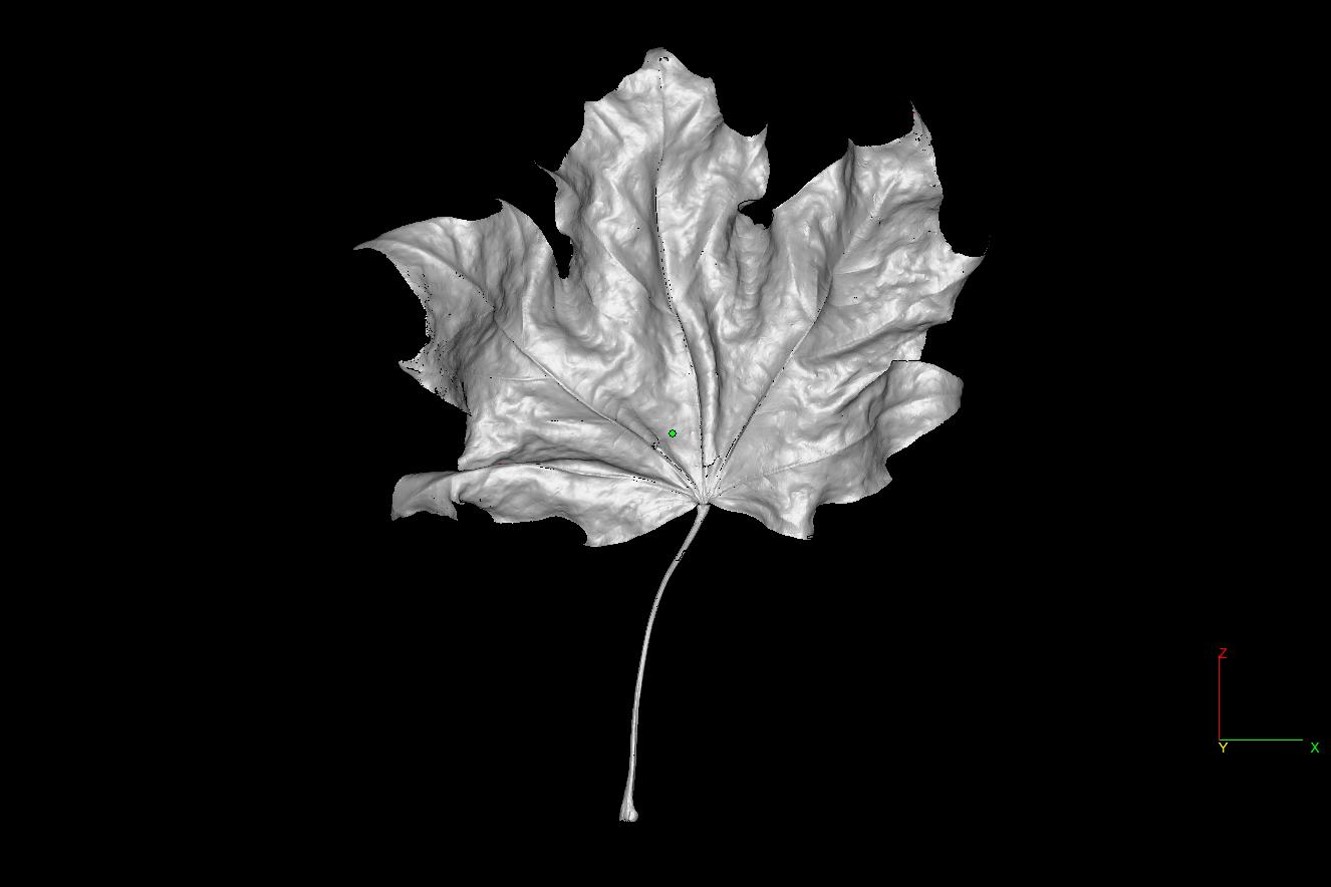 Bolton Works Maple Leaf (6)